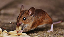 pre-construction-termite-treatment Experts in Cascade Twp